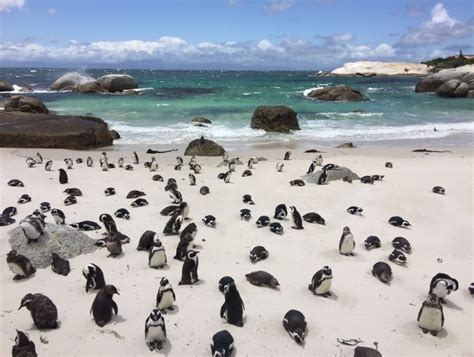 15 Incredible Cape Town Only Experiences Cometocapetown