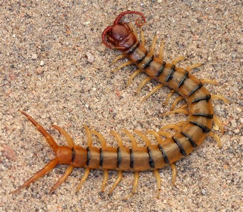 Common Desert Centipede Scolopendra Polymorpha San Pedro Flickr