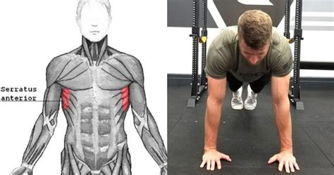 Simple Exercises To Strengthen Your Serratus Anterior Hood Mwr