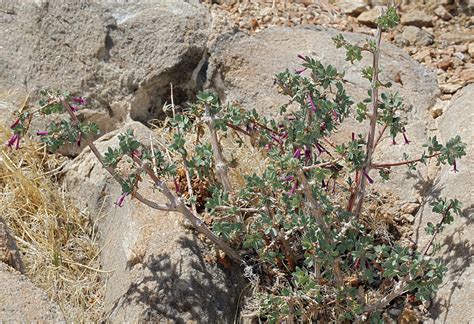 Desert Snowberry Search Native Plant Hub