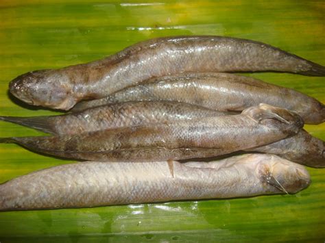 Jenis Jenis Ikan Karang Yang Bisa Dimakan Imagesee Riset