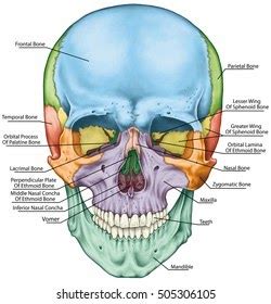 That's how you can remember these bones. How Many Bones In The Face And Head - Detailed Anatomy Of The Human Skull The Cranial And Facial ...