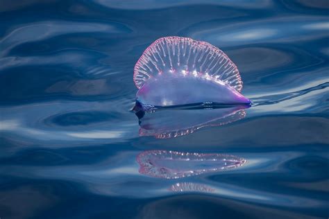 Portuguese Man O War Facts Habitat Diet Conservation And More