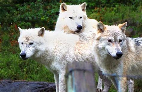 Arctic Wolf Description Habitat Image Diet And Interesting Facts