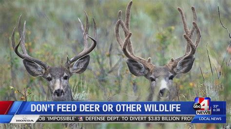 Dont Feed Deer Or Other Wildlife Youtube