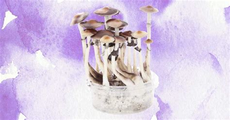 Mushroom Grow Kits The 5 Best Mushroom Grow Kits Doubleblind Mag