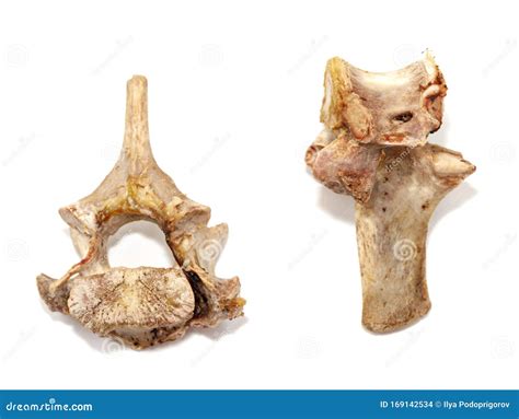 Animal Vertebrae Bones Isolated On White Background Leftover Food