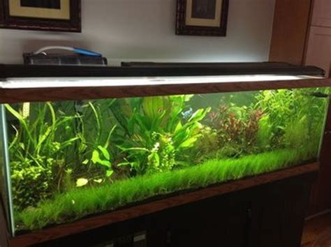 Setting Up A Freshwater Aquarium A Guide For Beginners
