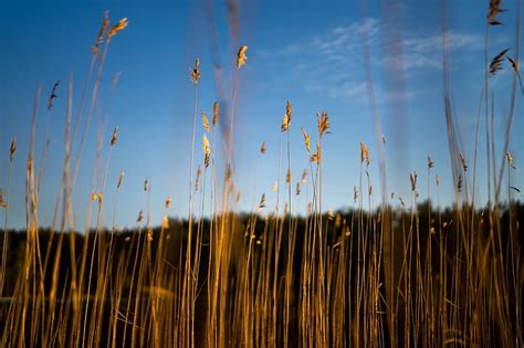 Reeds Ears Grass Plant Nature Hd Wallpaper Peakpx