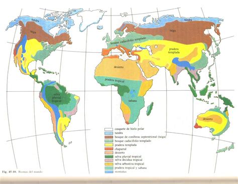 Geografia O Ano Mapa De Biomas Do Mundo Fotos Conectadas Images 169848