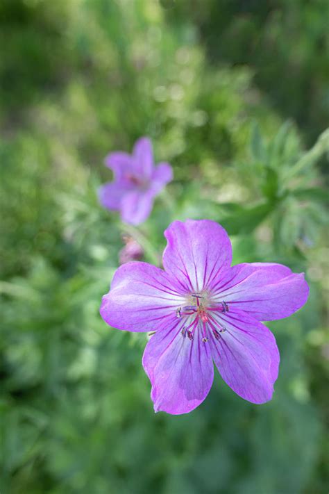 Sticky Purple Geranium Photograph By Karen Rispin Pixels