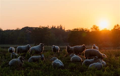 Wallpaper Summer The Sun Landscape Sunset Nature Dawn Sheep