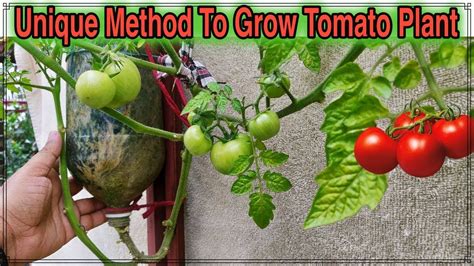 If you are a tomato lover and want to start using tomatoes from your garden in your cooking, try to plant tomatoes from seeds. Best Method To Grow Tomato Plant in Plastic Hanging Bottle ...