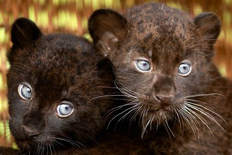 Baby Panthers Baby Panther Animals Panther Cub