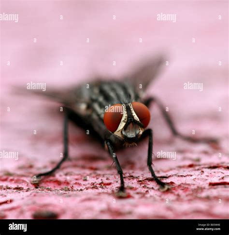 House Fly Musca Domestica Stock Photo Alamy