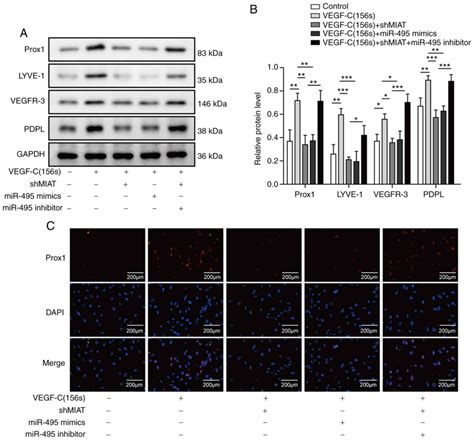 lncrna‑miat facilitates the differentiation of adipose‑derived mesenchymal stem cells into