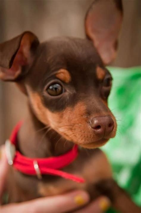 Maybe you would like to learn more about one of these? Cute!! Miss Frankkie (Prague Ratter) | Mini pinscher ...