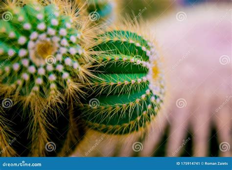 Beautiful Macro Shots Of Prickly Cactus Background And Textures Stock