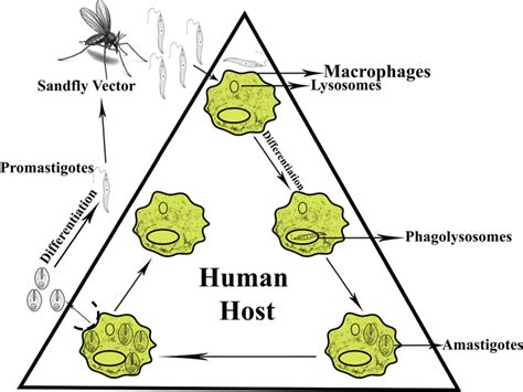 Life Cycle Of Leishmania Species The Life Cycle Of Leishmania Sp Download Scientific Diagram