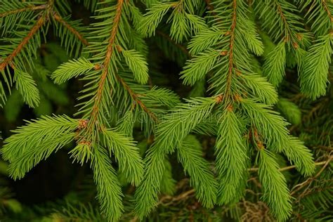 Branches Of Evergreen Small Coniferous Foliage Stock Photo Image Of