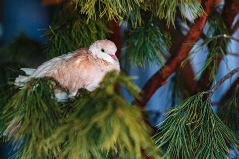 Premium Photo A White Feathered Bird Sits On A Spruce Branch Copy Space