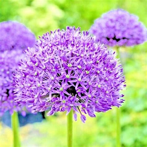 Spring Flowering Bulbs Purple Rich Deep Burgundy Purple With A Small