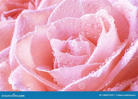 Close Up View Of A Beautiful Coral Pink Rose With Drops Of Water Macro