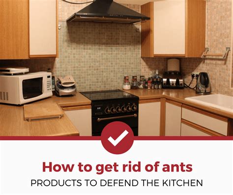 If you have an ant infestation in your walls, it is a sign that your montgomery county home is in need of repair. How to get rid of ants in kitchen | Get rid of ants, Rid ...