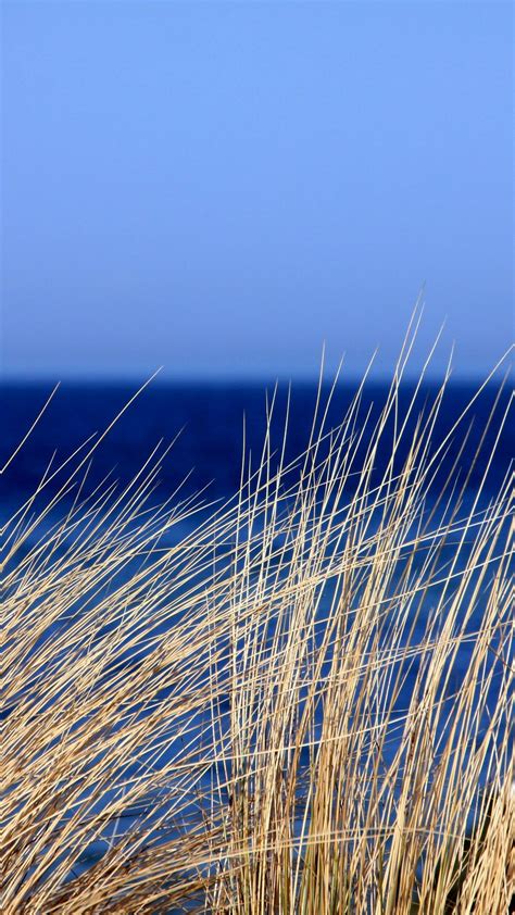 Download Wallpaper 938x1668 Grass Sea Wind Sky Iphone 876s6 For