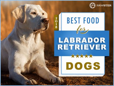 Top 6 Recommended Best Foods For Labrador Retrievers