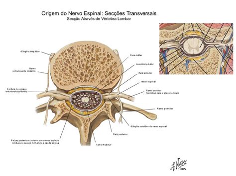 Shiatsu Anatomia Nervos Nervo Espinhal Anatomia Images And Photos Finder