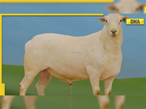 Elite Sheep Worlds Most Expensive Sheep Sold For Rs 2 Crore Sets