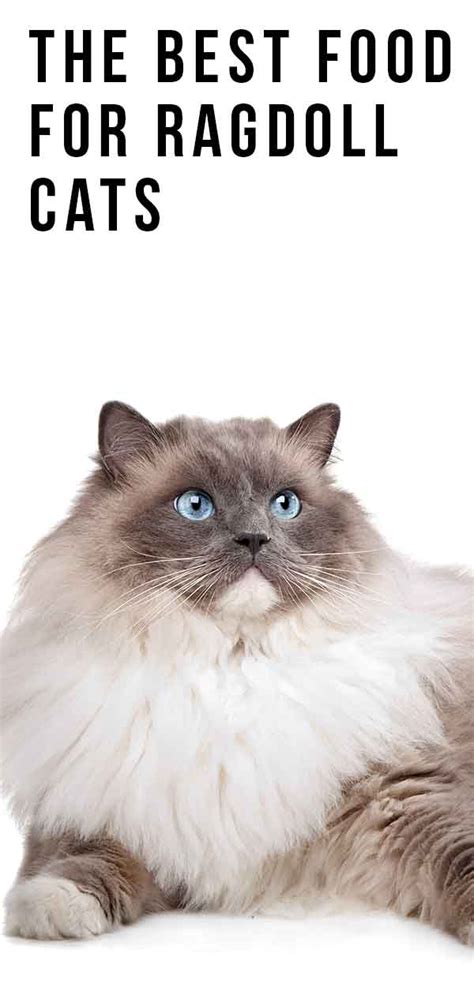 Check spelling or type a new query. Best Food For Ragdoll Cats - The Brands Breeders Recommend ...