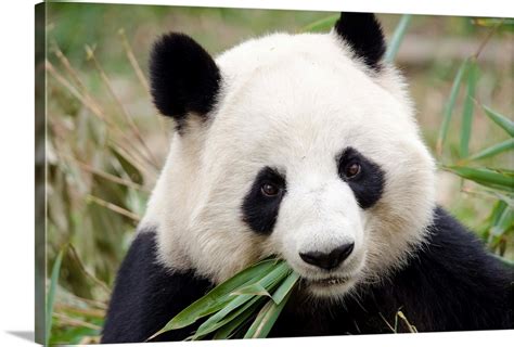 Giant Panda Eating Bamboo Chengdu China Wall Art Canvas Prints