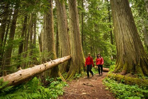 A Walk In The Woods Whistlers Mellow Hikes The Whistler Insider