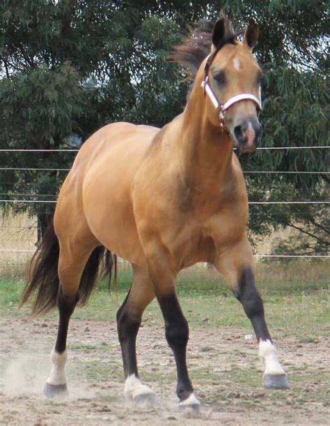 Don't pass up these beautiful ye. buckskin horses | Buckskin Quarter Horse, Banqueros Cocoa ...