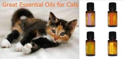 Rosemary, lemongrass, spearmint, and myrrh are also safe essential oils that can be diffused around your cat. Olivia Lane, Health Coach: Great Essential Oils for Cats # ...
