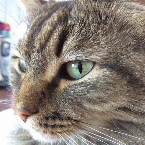 Is it sydney or perhaps brisbane? Crazy Plants Nursery - Plant Sale April 7-10, 2021 | Facebook