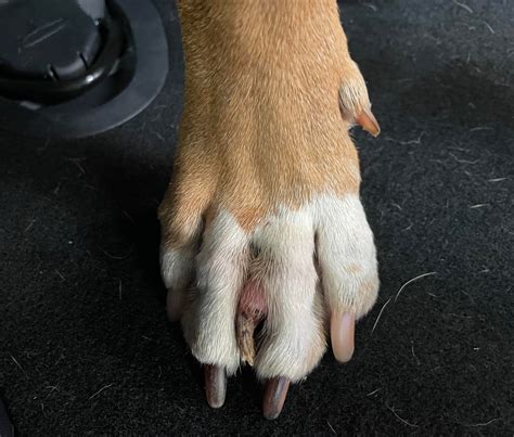 My Dog Is Growing An Extra Toe In Between Her Toes Shes 5 And It