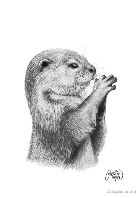 Otter Pencil Sketch By Christineluiten Redbubble