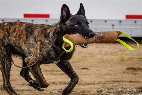 Discover The Mighty K 9s Top Police Dog Breeds Unveiled