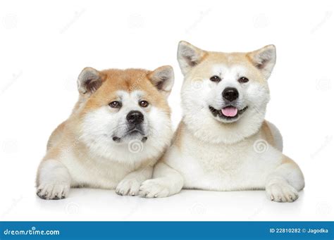 Two Akita Inu On White Background Stock Photo Image Of Young Bred