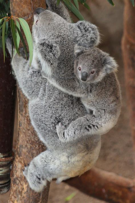 Baby Koala And Mum Showtime Photography