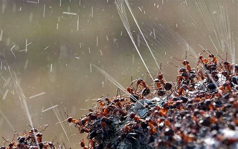 We did not find results for: Mail2Day: Incredible Ants Spray Acid to Defend Themselves ...