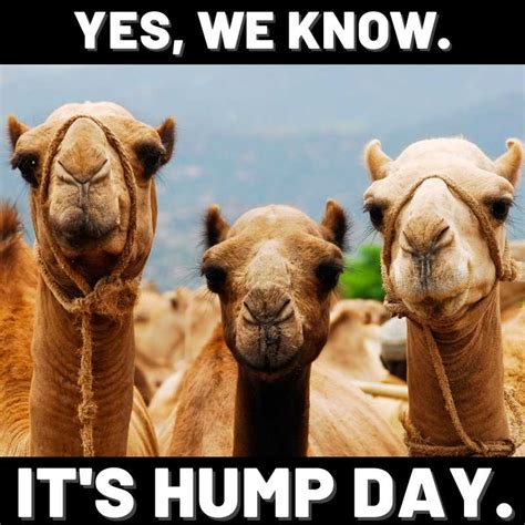 Total 80 Imagem Happy Hump Day Wednesday Vn