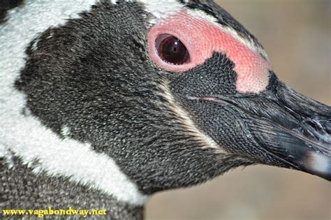 Penguin Eye Vagabond Way