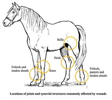 Locations Of Equine Joints And Synovial Structures Commonly Affected By
