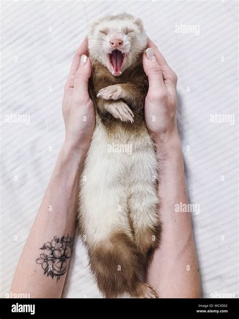 Woman Holding Ferret Hi Res Stock Photography And Images Alamy