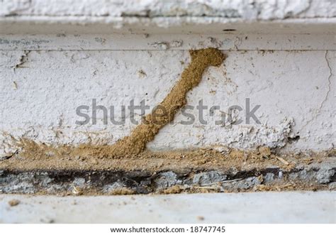 Mud Tunnel Tube Subterranean Termites Stock Photo Edit Now 18747745