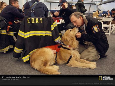 Email Forwards Fun Dogs From 911 Another Kind Of Hero